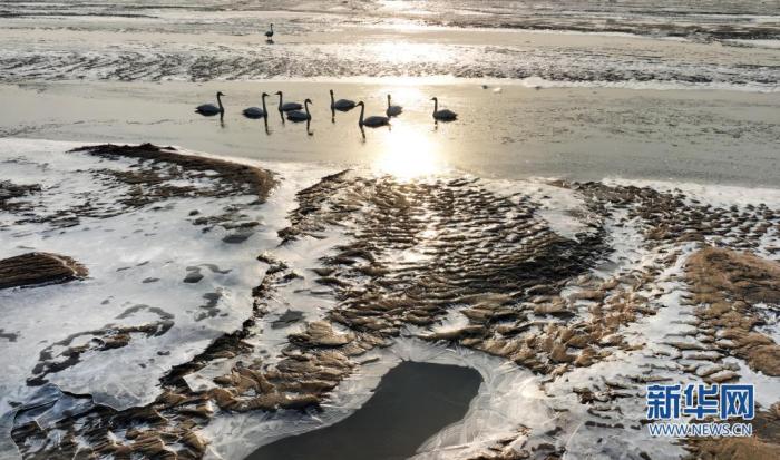 2月3日，黄河西岸的合阳黄河湿地自然保护区内，天鹅在沐浴春光（无人机照片）。　新华社发（赵晓罡 摄）