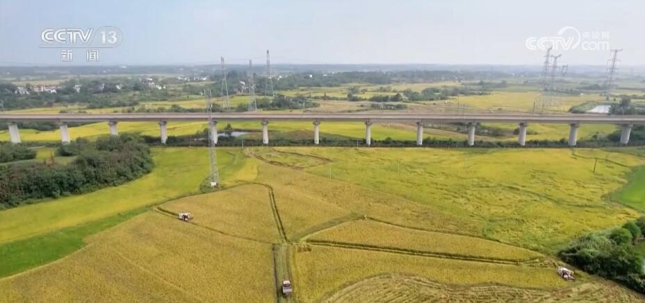 秋收时节好“丰”景 五谷蕃熟穰穰满家