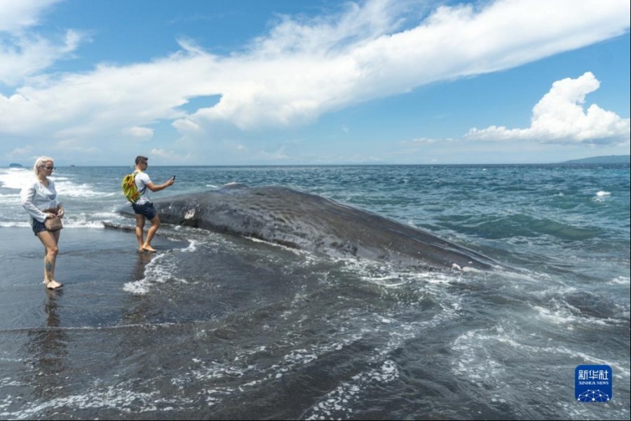 4月6日，在印度尼西亚巴厘岛克隆孔，人们围观抹香鲸的遗体。新华社发（迪基 摄）