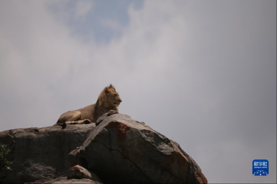 2月11日，在坦桑尼亚塞伦盖蒂国家公园，一只狮子在岩石上休息。新华社记者 谢昊 摄