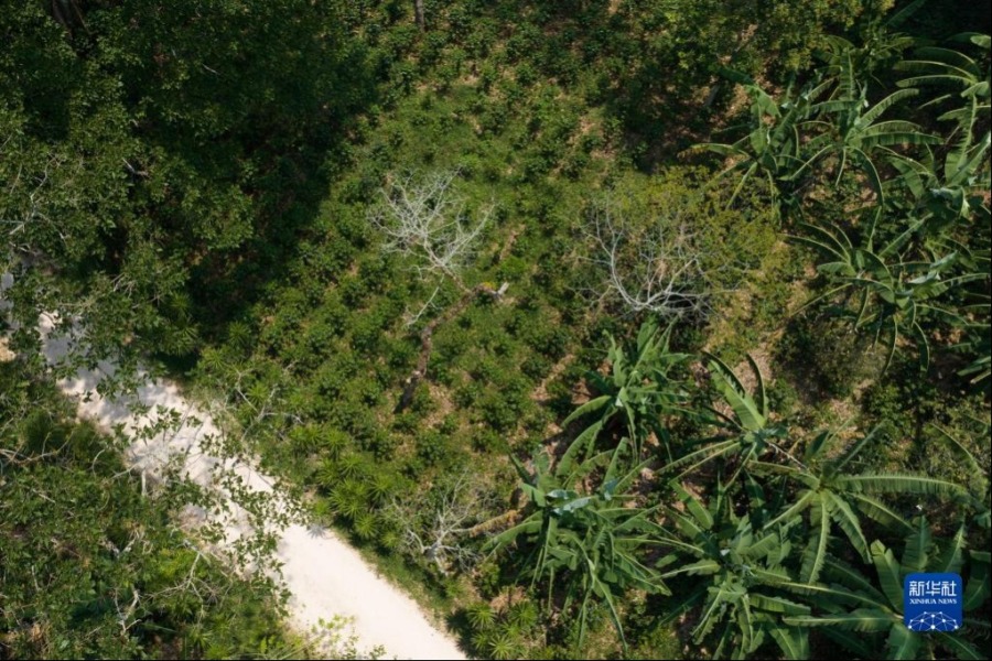 这是5月6日在洪都拉斯马尔卡拉航拍的一处咖啡种植园（无人机照片）。新华社记者 辛悦卫 摄