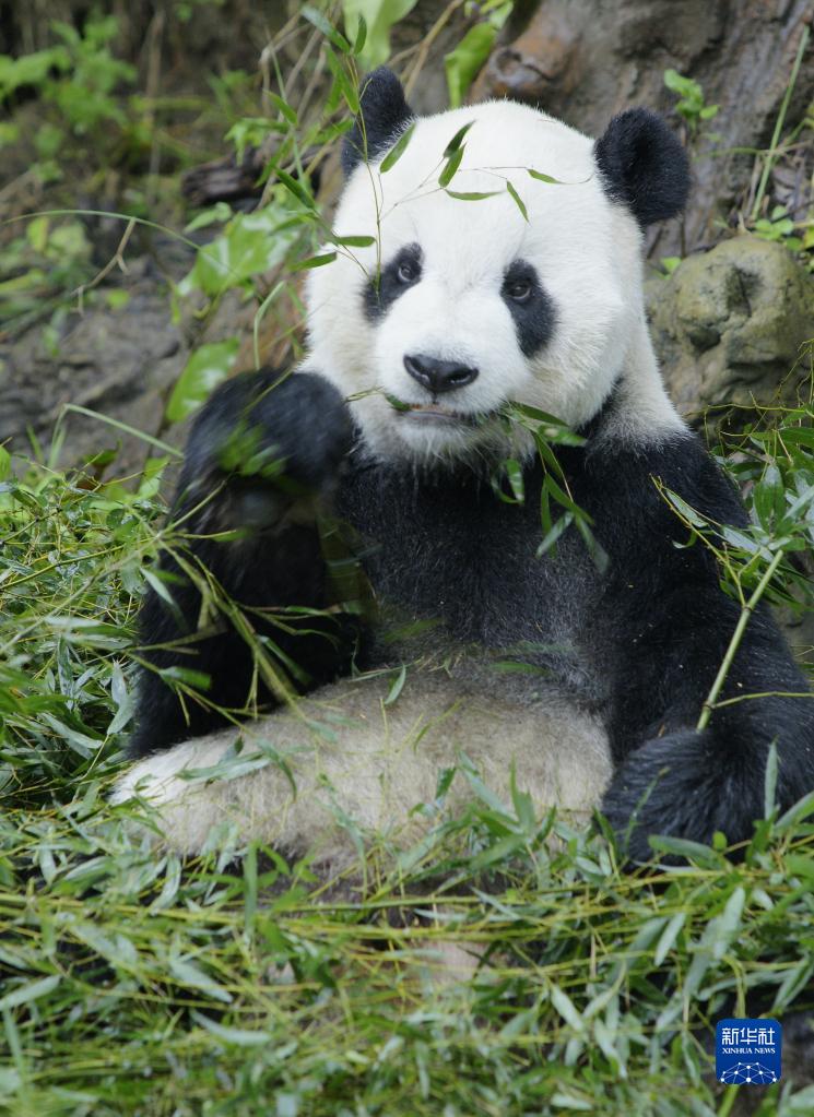 大陆赠台大熊猫“团团”病逝 遗体将制成标本保留