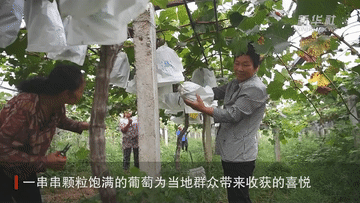 陕西鄠邑：高质量发展葡萄种植全产业链