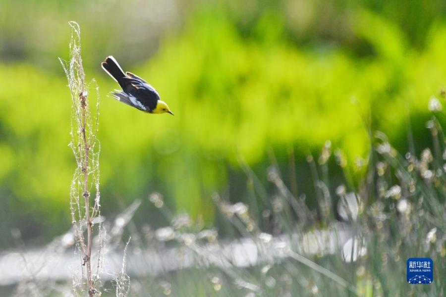 黄头鹡鸰在拉鲁湿地疾飞觅食（5月28日摄）。