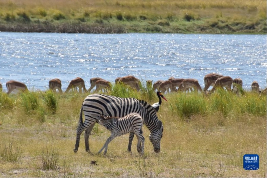 这是8月21日在博茨瓦纳乔贝国家公园拍摄的斑马。新华社记者滕军伟摄