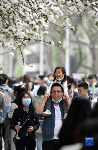 4月2日，游人在天津大学卫津路校区赏花。

春光明媚，人们纷纷来到户外，踏青游玩，感受春日美好。

新华社记者 （李然摄）