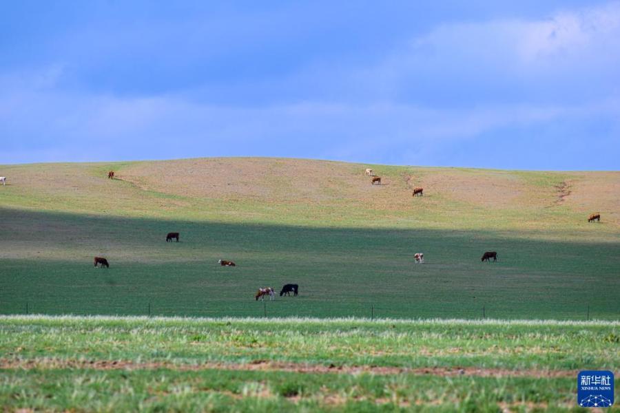 5月30日，牛群在内蒙古锡林郭勒盟苏尼特右旗境内的草原上悠闲觅食。