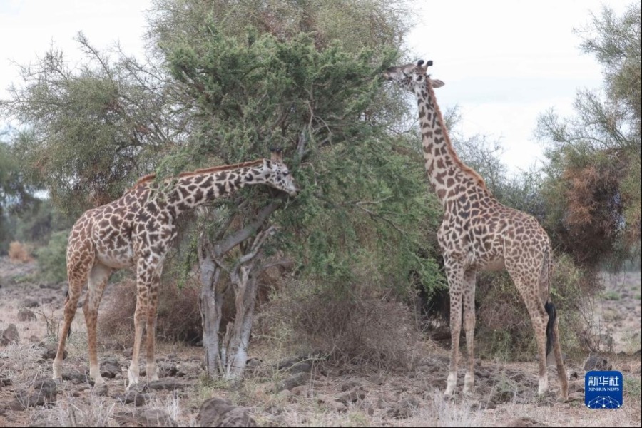 这是6月12日在肯尼亚安博塞利国家公园拍摄的长颈鹿。新华社记者 龙雷 摄