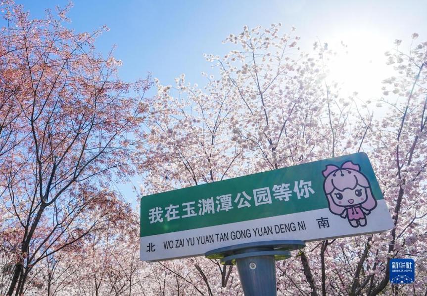 这是3月27日在玉渊潭公园拍摄的樱花。