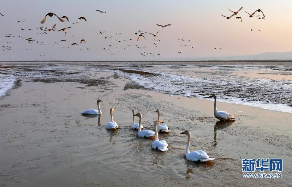 2月3日，一群天鹅游曳在黄河湿地（无人机照片）。　新华社发（崔正博 摄）