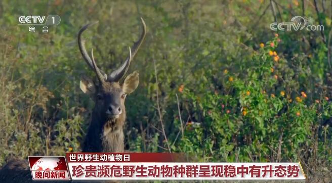 建设美丽中国 | 中国关注旗舰物种保护 逐步构建了野生动植物保护体系