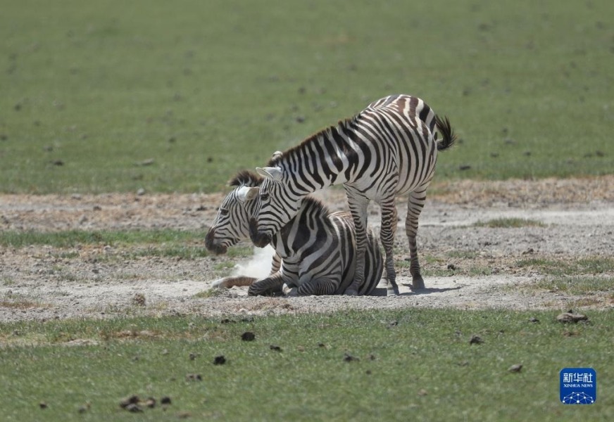 这是6月11日在肯尼亚安博塞利国家公园拍摄的斑马。华社记者 龙雷 摄
