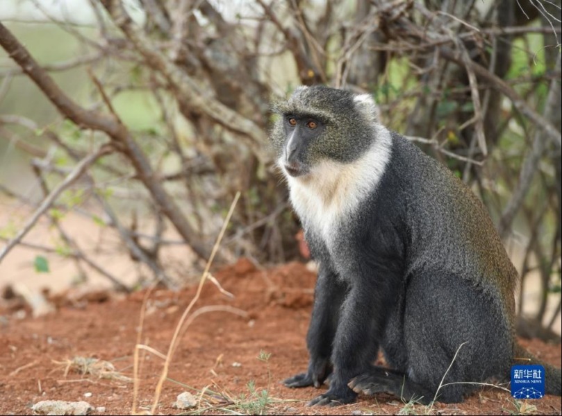 这是10月15日在肯尼亚内罗毕国家公园拍摄的青长尾猴。新华社记者 李亚辉 摄