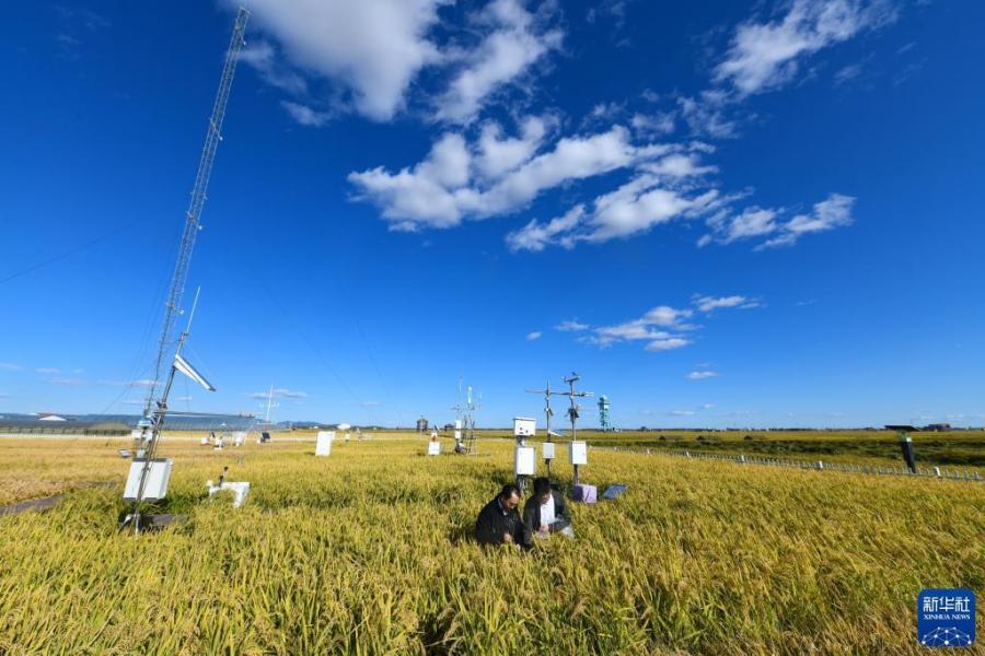 在富锦市现代农业万亩水稻科技示范园实验基地，气象员李辰晖（左）与王国泰在采集稻粒，以进行水稻灌浆速率试验（9月22日摄）。