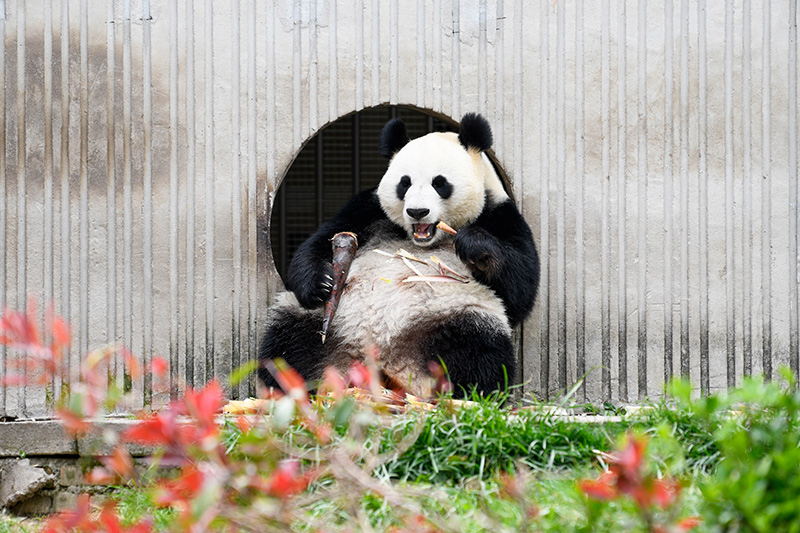 春日熊猫乐园