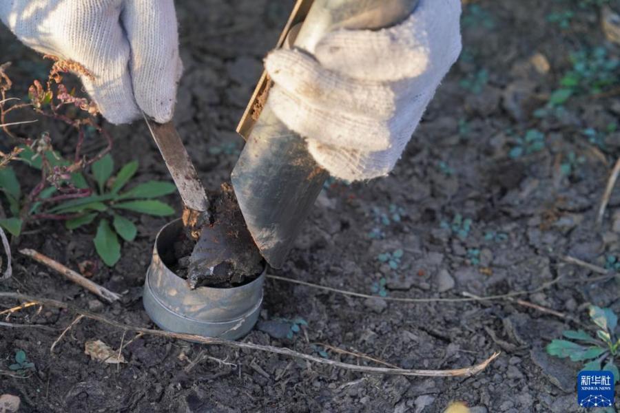 在富锦市一固定地段，气象员张靖泽在取土壤样本（9月22日摄）。
