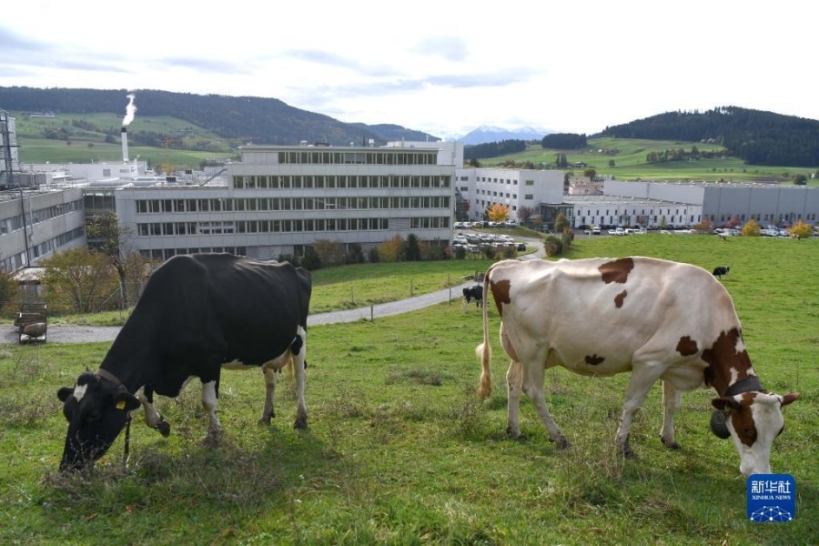 这是10月31日在瑞士科诺尔芬根雀巢工厂外的牧场拍摄的奶牛。新华社记者 连漪 摄