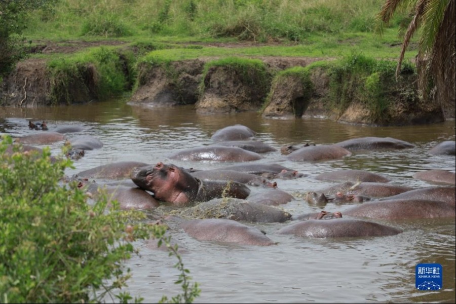 这是2月10日在坦桑尼亚塞伦盖蒂国家公园拍摄的河马群。新华社发（曹静敏摄）