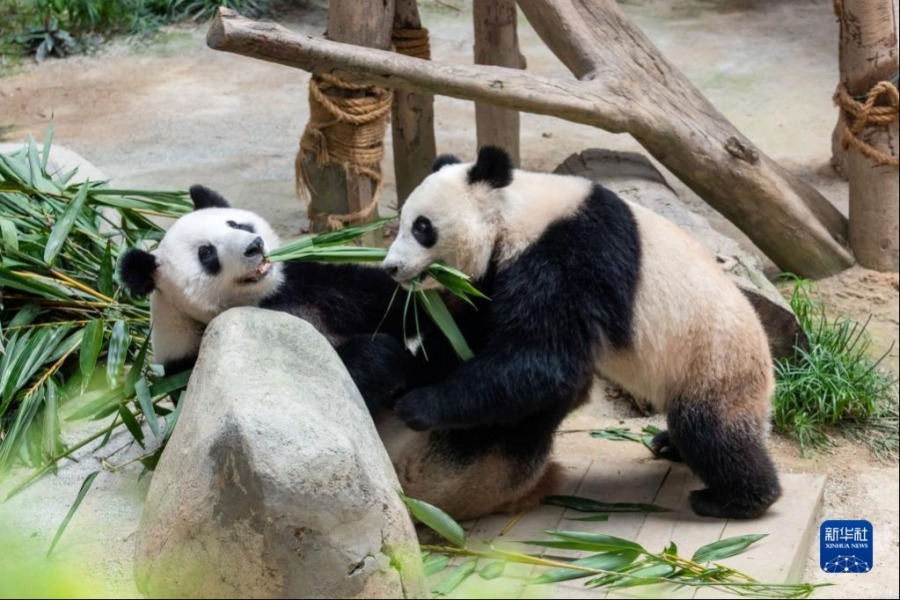 3月11日，在马来西亚吉隆坡，大熊猫“靓靓”（左）与“升谊”互动。新华社发（张纹综摄）