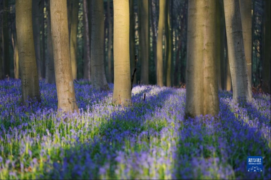 这是4月19日在比利时哈勒市附近的哈勒森林拍摄的蓝铃花。新华社记者 郑焕松 摄
