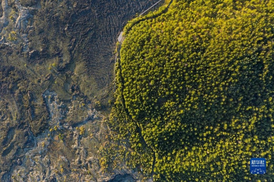 五大连池世界地质公园老黑山附近的熔岩台地（8月31日摄，无人机照片）。新华社记者 谢剑飞 摄