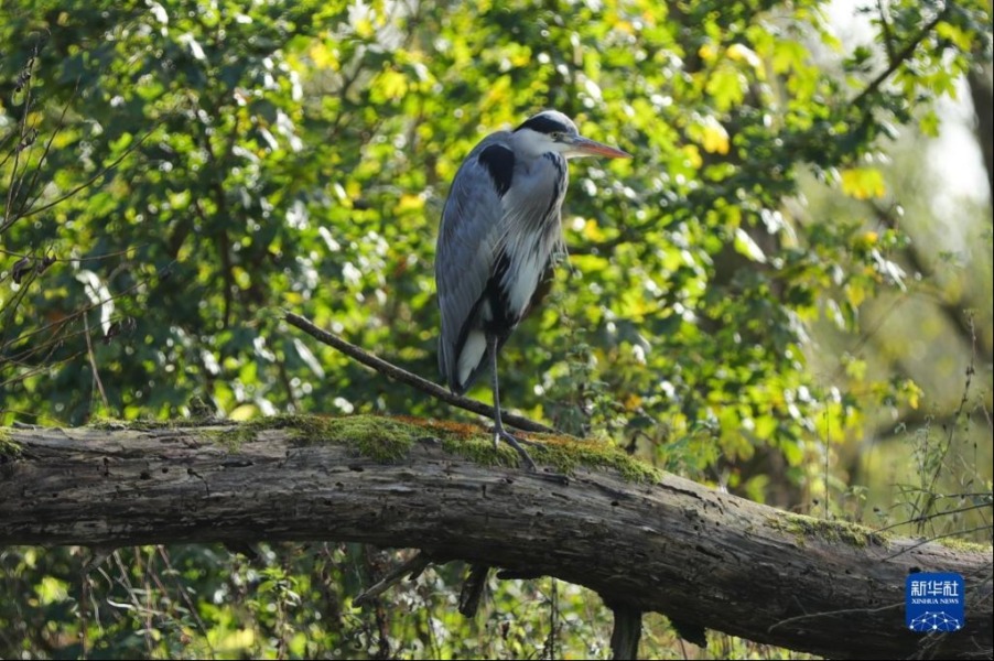 在荷兰多德雷赫特，一只苍鹭站在比斯博斯国家公园的树枝上（11月2日摄）。新华社记者 郑焕松 摄