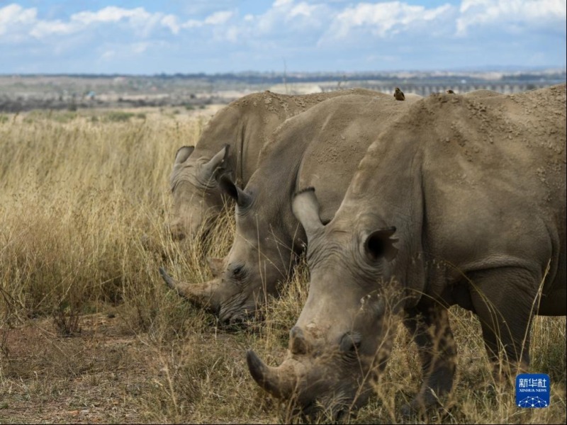 这是10月15日在肯尼亚内罗毕国家公园拍摄的犀牛。新华社记者 李亚辉 摄