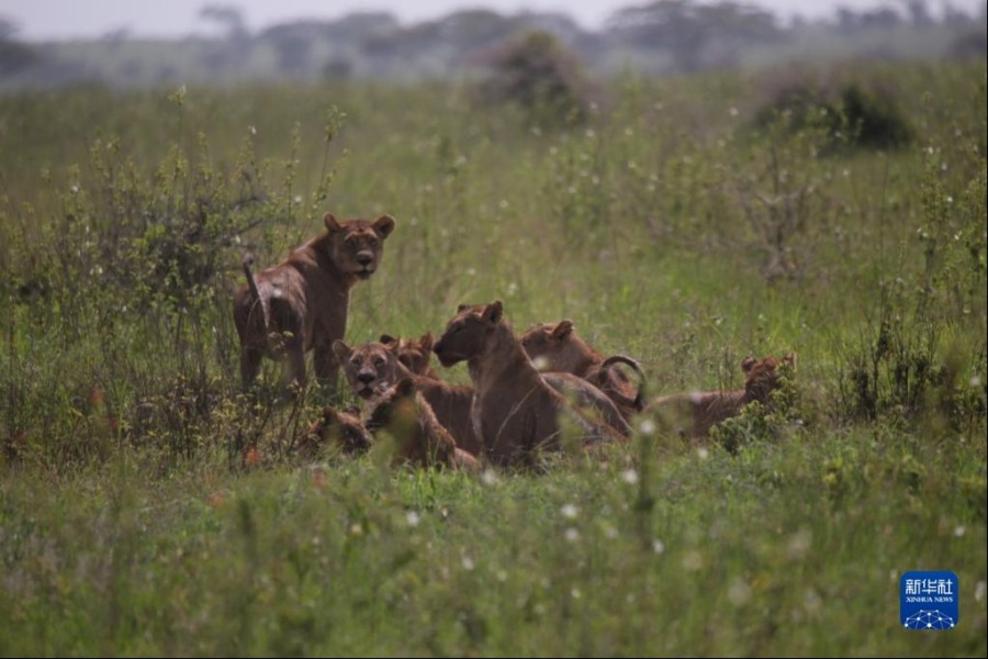 2月11日，在坦桑尼亚塞伦盖蒂国家公园，狮群正在进食。新华社记者 谢昊 摄