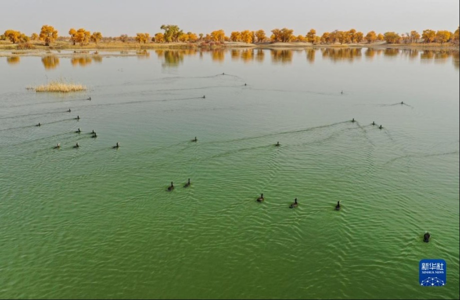 这是10月31日在新疆尉犁县罗布淖尔国家湿地公园拍摄的胡杨林（无人机照片）。