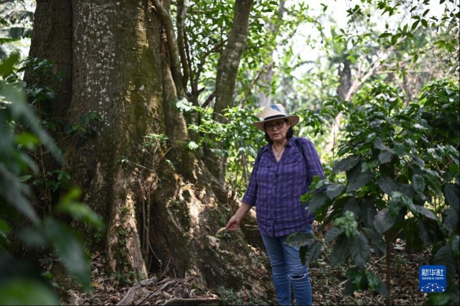 5月6日，在洪都拉斯马尔卡拉，工人在一处咖啡种植园查看作物长势。新华社记者 辛悦卫 摄