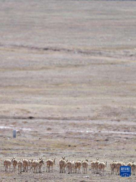 5月29日，在青海可可西里，一群雌性待产藏羚羊准备通过青藏公路。