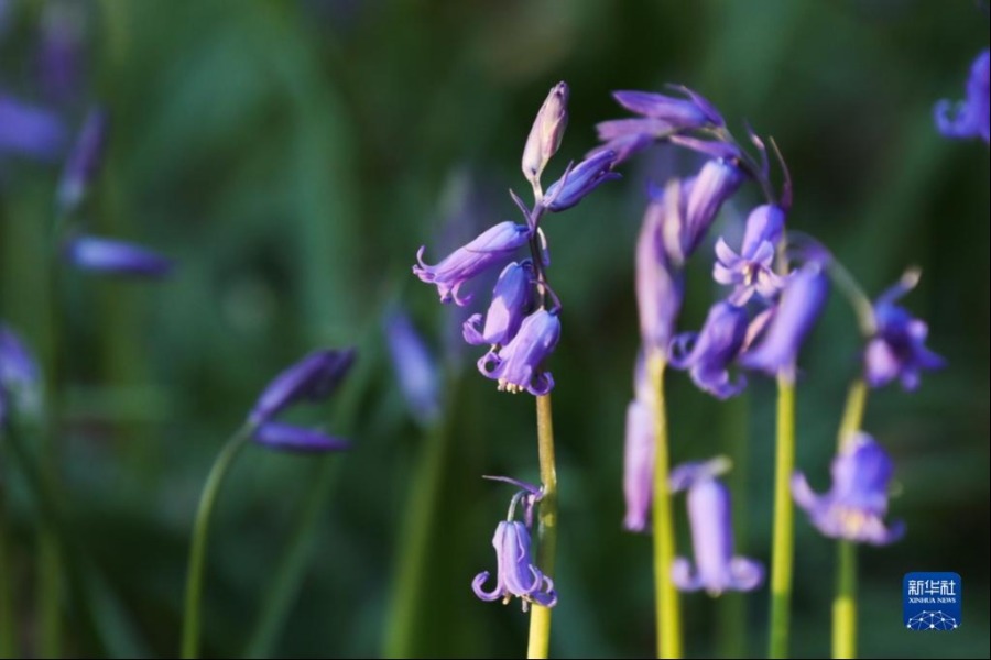 这是4月19日在比利时哈勒市附近的哈勒森林拍摄的蓝铃花。新华社记者 郑焕松 摄