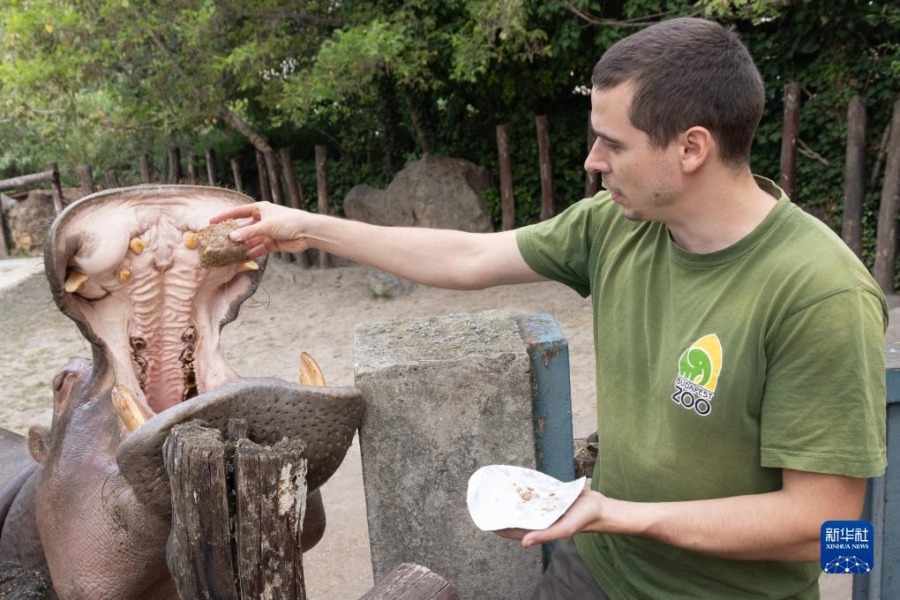 8月9日，在匈牙利布达佩斯动物园，河马品尝特制蛋糕。新华社发（弗尔季·奥蒂洛摄）