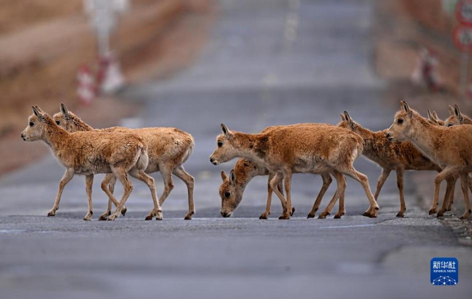 5月28日，在青海可可西里，一群雌性待产藏羚羊通过青藏公路。