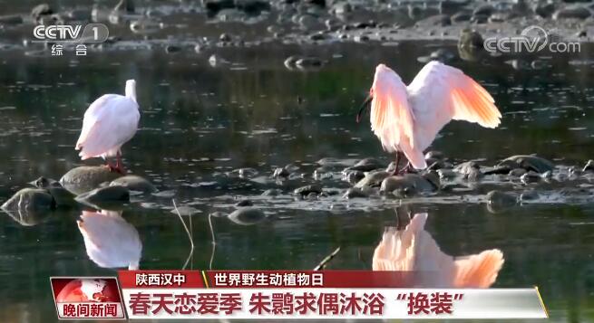 建设美丽中国 | 中国关注旗舰物种保护 逐步构建了野生动植物保护体系