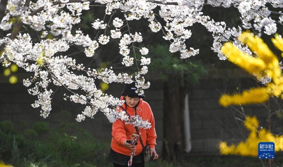 3月27日，游人在玉渊潭公园赏樱。