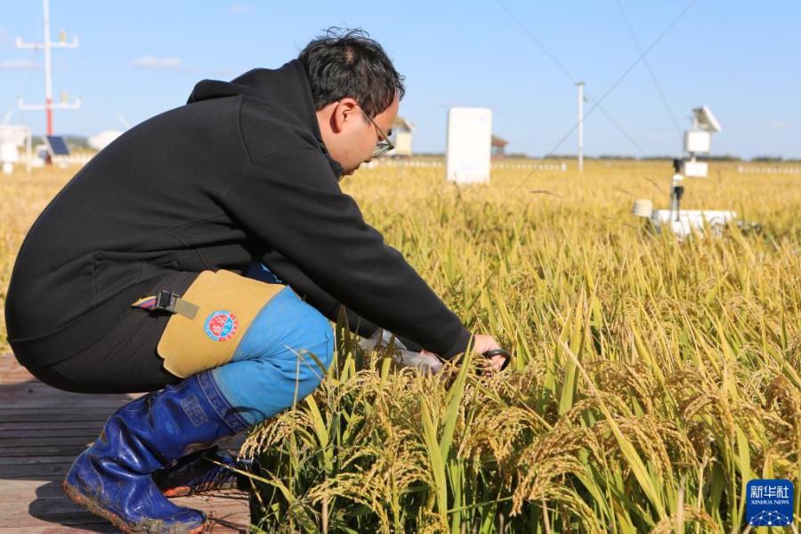 在富锦市现代农业万亩水稻科技示范园实验基地，气象员李辰晖采集水稻样本（9月22日摄）。