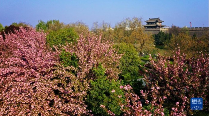 西安城墙掩映在繁花之中（4月1日摄，无人机照片）。新华社记者 刘潇 摄