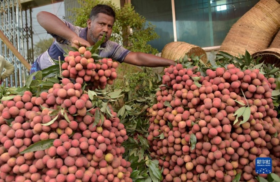 这是6月4日在孟加拉国迪纳杰布尔市场中拍摄的待售的荔枝。新华社发