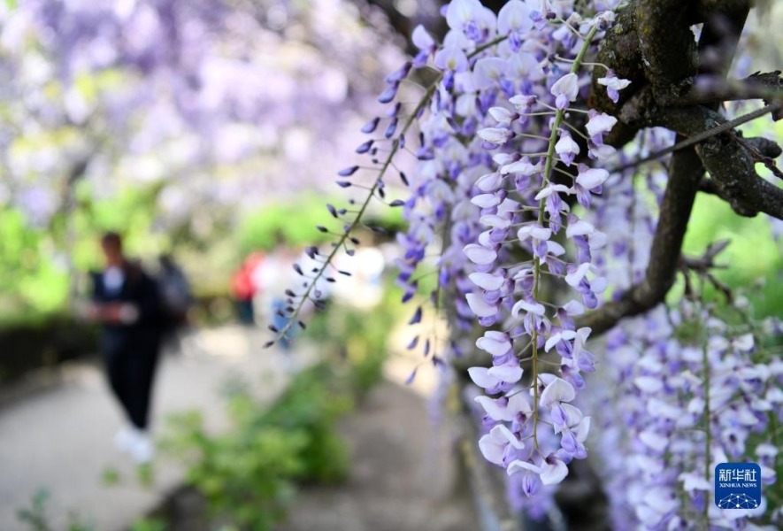 这是4月24日在意大利佛罗伦萨拍摄的紫藤花。新华社记者 金马梦妮 摄
