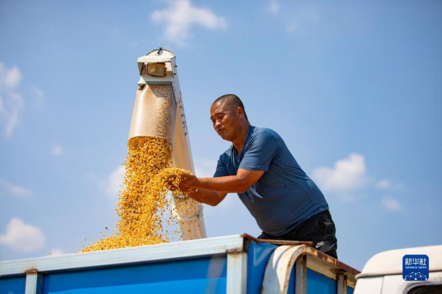 8月30日，在山东省东营市广饶县李鹊镇的万亩优质粮食智能示范区，农民把收获的玉米装车。

初秋的田野，处处是收获的忙碌和喜悦。

新华社发（刘云杰摄）
