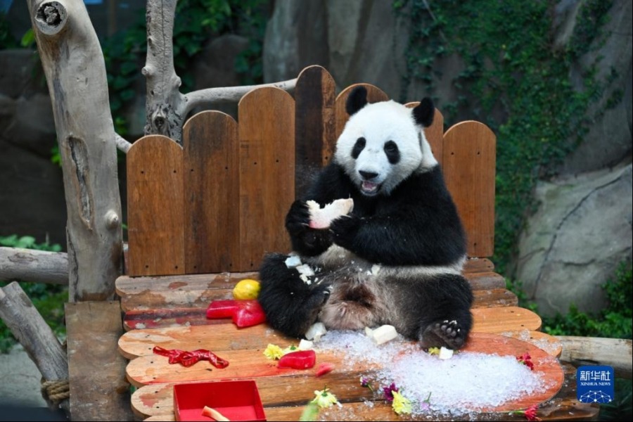 5月31日，在马来西亚吉隆坡附近的马来西亚国家动物园，大熊猫宝宝“升谊”享用生日大餐。新华社记者 朱炜 摄