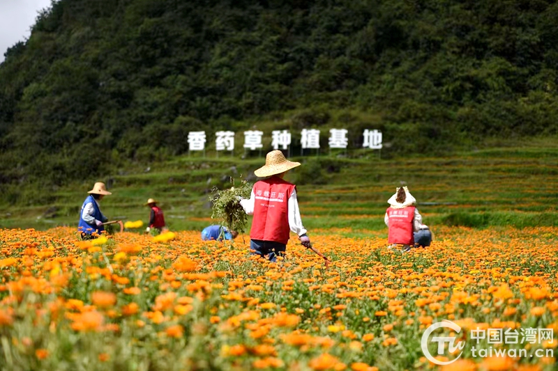 六盘水市台资企业荣获2023年度贵州省“定制药园”建设示范单位