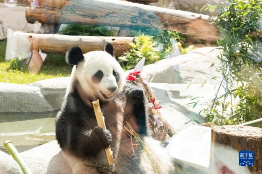 7月31日，在俄罗斯首都莫斯科，大熊猫“丁丁”吃竹子。新华社记者白雪骐摄