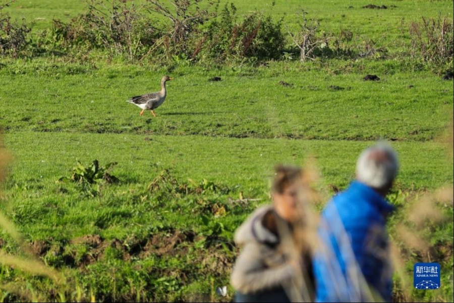 在荷兰多德雷赫特，人们在比斯博斯国家公园观赏灰雁（11月2日摄）。新华社记者 郑焕松 摄