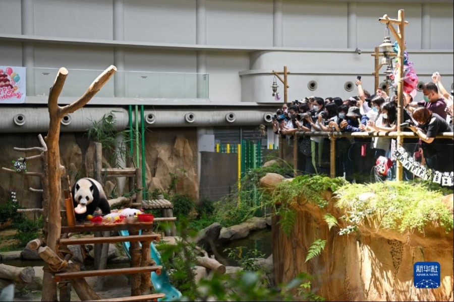 5月31日，在马来西亚吉隆坡附近的马来西亚国家动物园，大熊猫宝宝“升谊”享用生日大餐。新华社记者 朱炜 摄