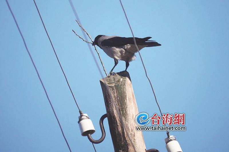 小鸟又调皮了？ 台湾又停电了！