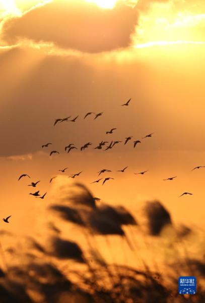 11月12日，在黄河三角洲国家级自然保护区，越冬候鸟在飞翔。