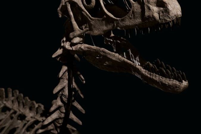 最完整恐爪龙骨骼化石拍卖成交价逾1200万美元