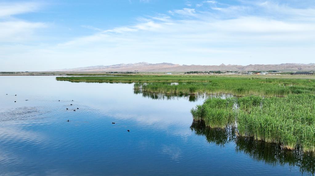 潮头观澜丨祖国北疆的绿色答卷